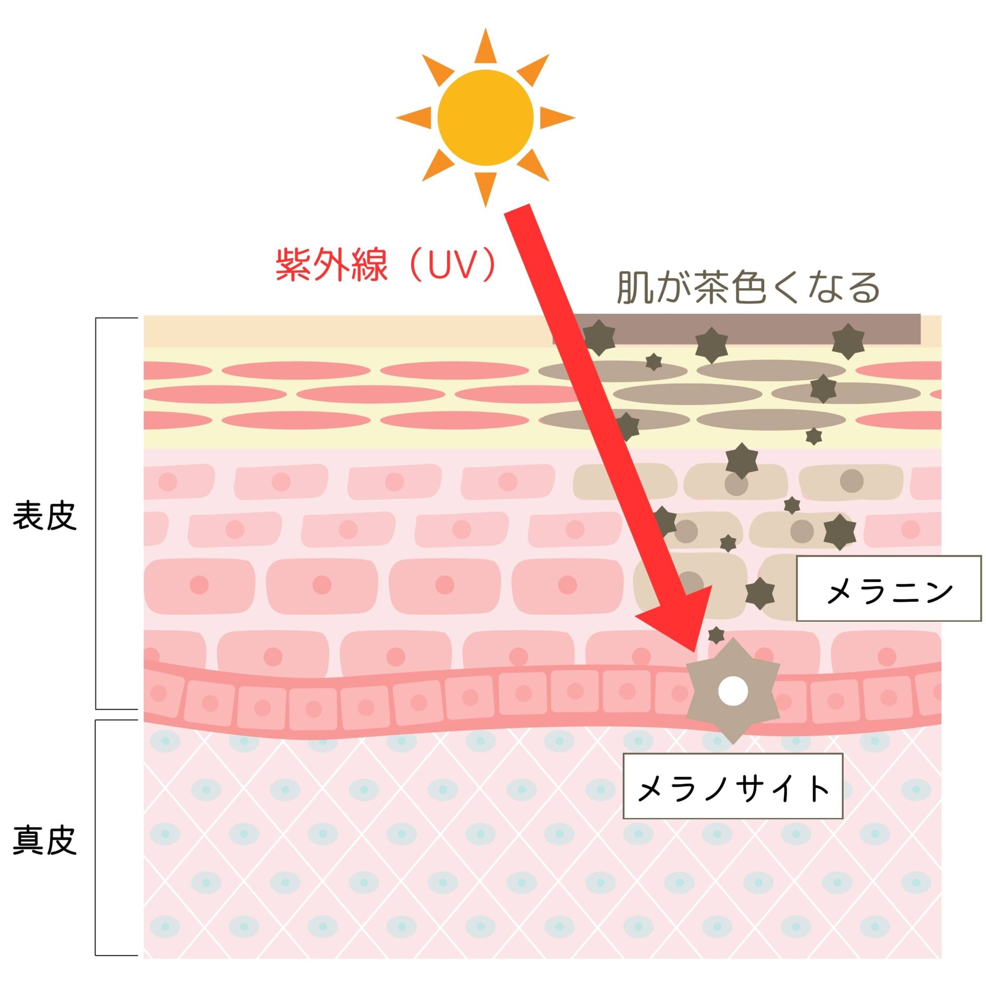 日焼けの起きるメカニズムとメラノサイト（メラニン細胞）